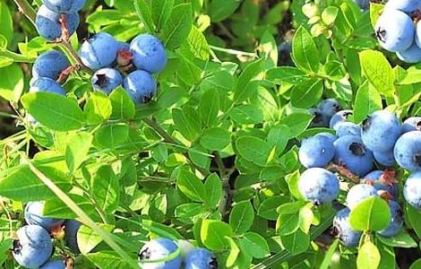 野生蓝莓怎么吃