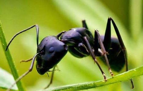 黑蚂蚁怎么吃