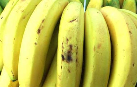 红枣香蕉酸奶减肥法 红枣酸奶加香蕉可以减肥吗