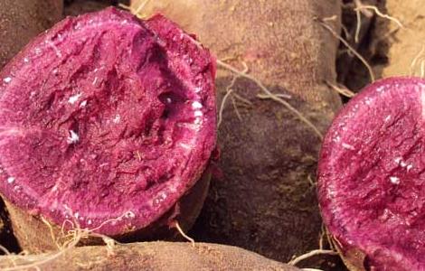 紫薯和红薯哪个更减肥 紫薯和红薯哪个更有营养