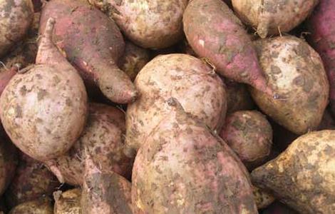 红薯和土豆哪个减肥 红薯和土豆哪个减肥更好