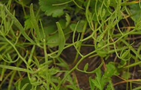 百蕊草的功效与作用 百蕊草的功效与作用及食用方法