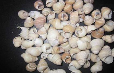 白螺蛳壳的功效与作用 白螺蛳壳的药用价值
