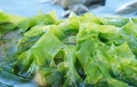 海藻的功效与作用 海藻的功效与作用的功能与主治与用量