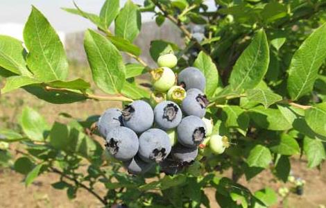 蓝莓每天吃多少合适