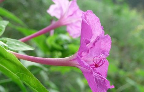 紫茉莉根的功效与作用 紫茉莉根的功效与作用 乳腺癌