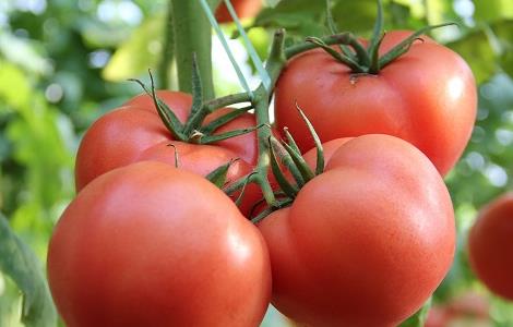 番茄的功效与作用 番茄的功效与作用及营养价值