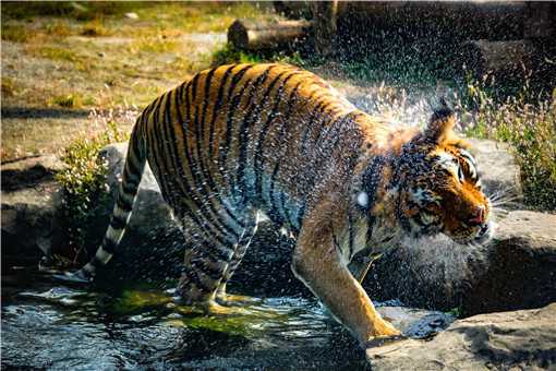 东北虎是几级保护动物