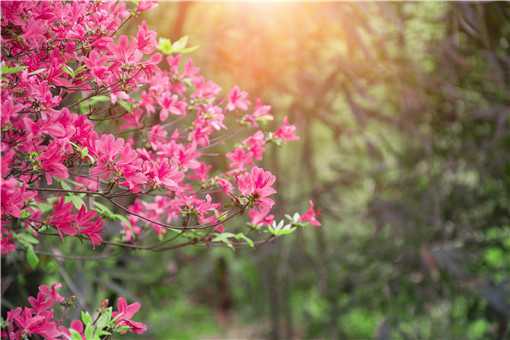 2021年毕节百里杜鹃花最佳观赏时间