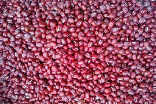 北方红小豆的种植方法有哪些和时间（红小豆的种植技术要点）