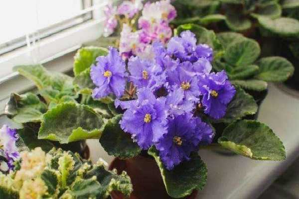 紫罗兰夏季种植方法有哪些 喜欢阴还是喜欢阳