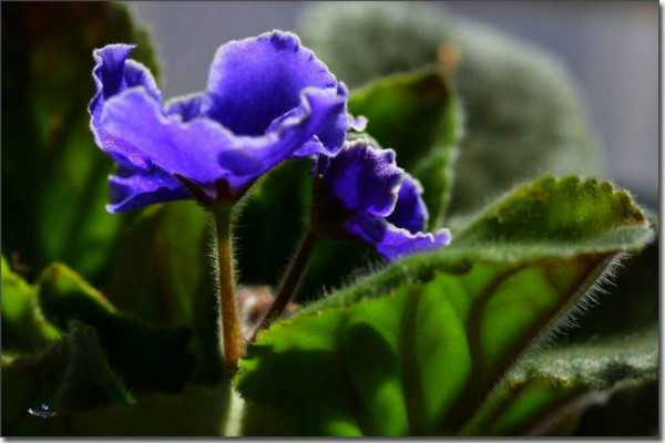 紫罗兰夏季种植方法有哪些，喜欢阴还是喜欢阳