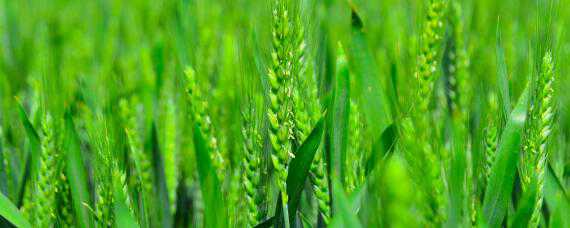 小麦孕穗期的管理