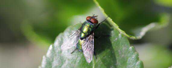 果蝇的发育过程 果蝇的发育过程属于完全变态吗