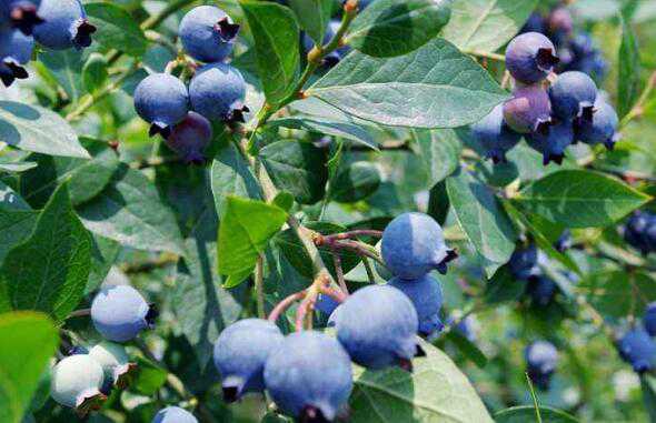 蓝莓叶的作用与功效 蓝莓叶的药用价值高吗