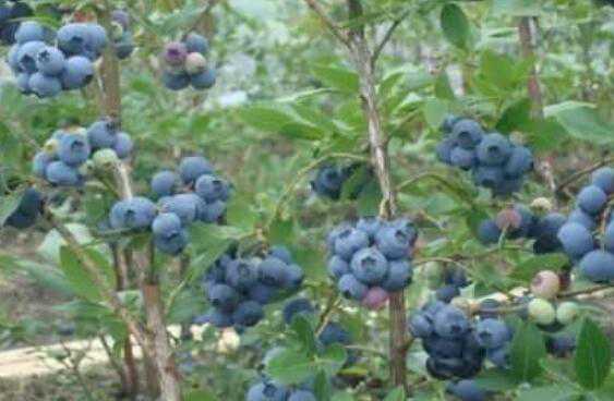 蓝莓根的功效与作用，吃蓝莓的好处 蓝莓根的功效与作用,吃蓝莓的好处是什么