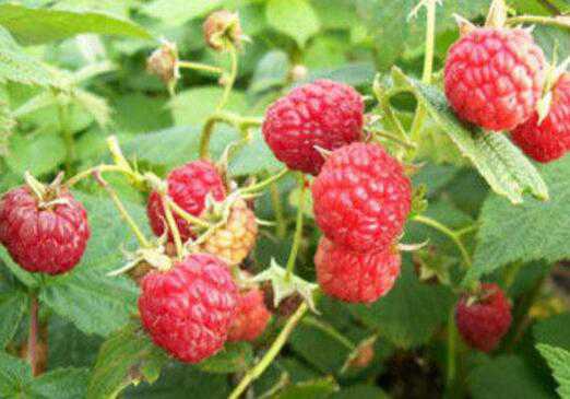 红树莓的功效与作用，红树莓哪个品种口感好