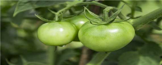 西红柿僵果补救方法