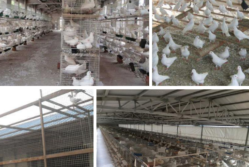 肉鸽养殖场怎么建造 肉鸽养殖场怎么建造比较好