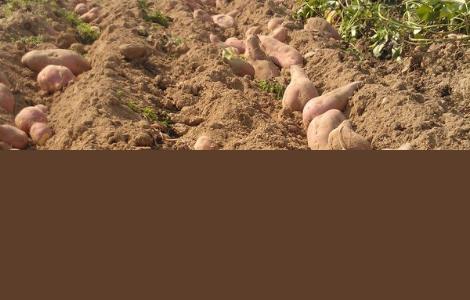 红薯高效种植技术 红薯种植新技术