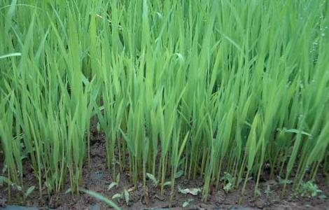 水稻苗床管理技术