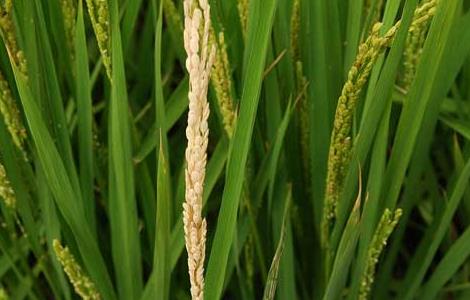 水稻常见病害防治