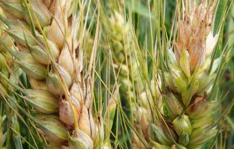 感染小麦赤霉病的小麦