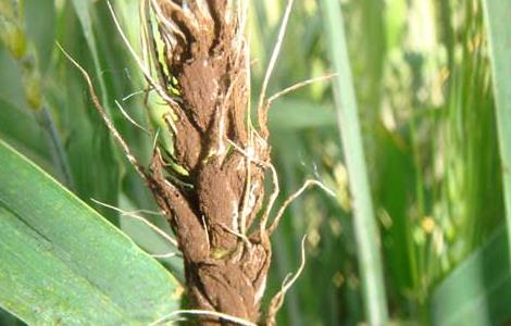 小麦散黑穗病防治措施 小麦黑穗病的防治方法
