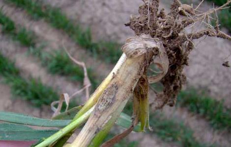 小麦全蚀病的症状及防治措施
