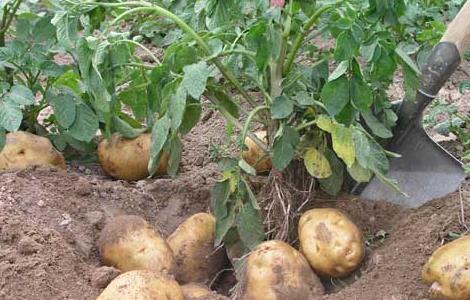 马铃薯种植施肥技术（马铃薯种植技术及施肥）