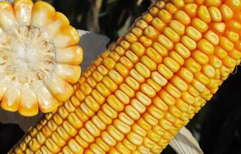 选择玉米种子品种时要注意哪些问题 选择玉米种子的注意事项