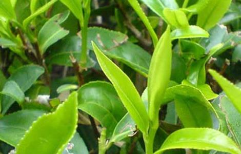 茶叶种植条件有哪些 茶叶种植的条件