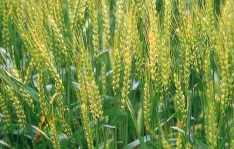 冬小麦优质高产栽培种植技术（冬小麦高产栽培技术要点）