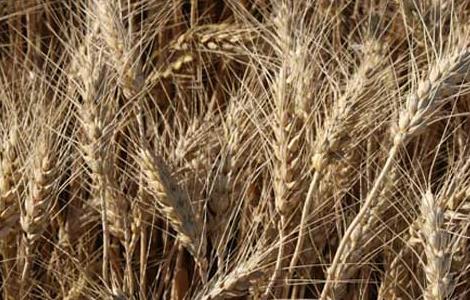 春小麦复种菜花技术