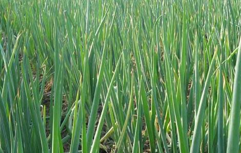 春小麦复栽大葱的种植技术