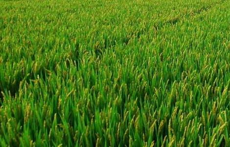 水稻生长特性及对环境的要求（水稻生长特性及对环境的要求是什么）