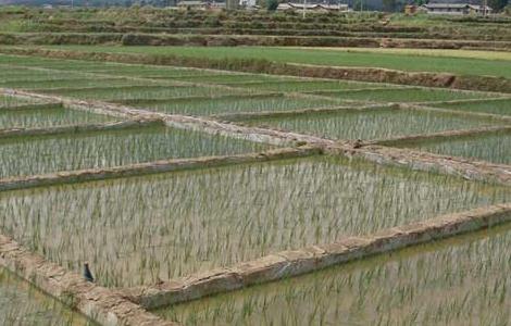 水稻需肥规律与施肥技术（水稻需肥规律与施肥技术教案）