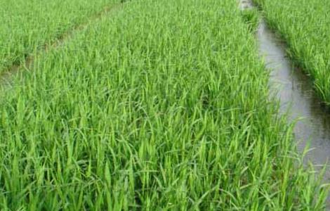 水稻各时期施肥量和施肥方法（水稻各个时期的施肥量）
