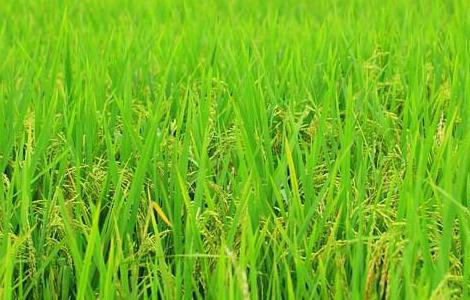 水稻生长后期栽培要点