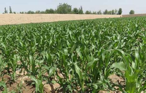 玉米育种技术