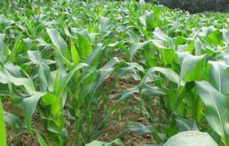 玉米育种技术