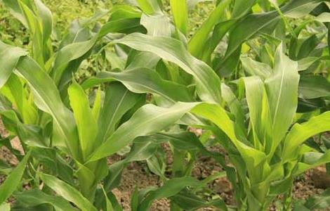 玉米播种期及苗期病虫害防治技术 玉米苗期的病虫害防治
