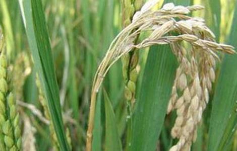 水稻种植稻瘟病防控技术