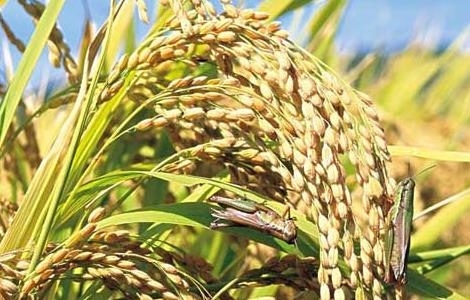 夏季怎样防治稻米中的害虫（夏季怎样防治稻米中的害虫呢）
