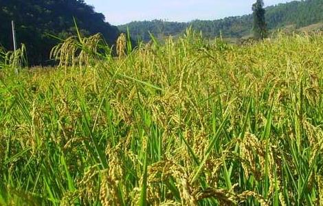 夏季怎样防治稻米中的害虫