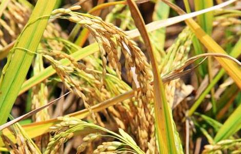 秋收后储藏稻米的方法和要点 秋收后储藏稻米的方法和要点是什么