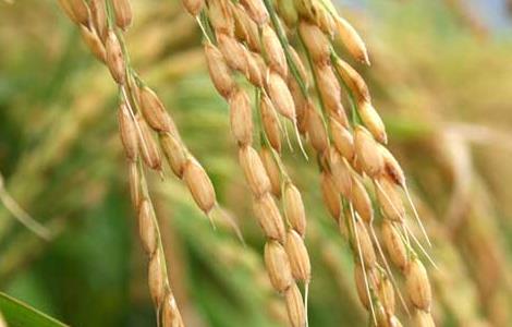 关于水稻种植生长后期的管理方法（关于水稻种植生长后期的管理方法和措施）