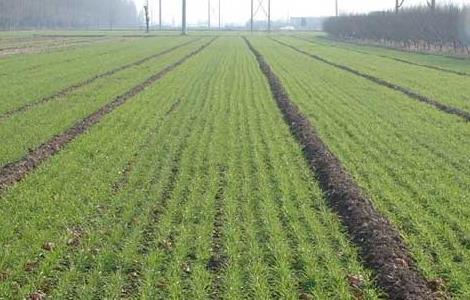 小麦的田间管理技术 小麦的田间管理技术要点