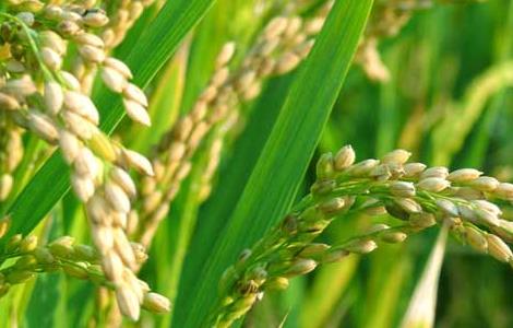 水稻后期的田间管理措施 水稻中期如何加强田间管理