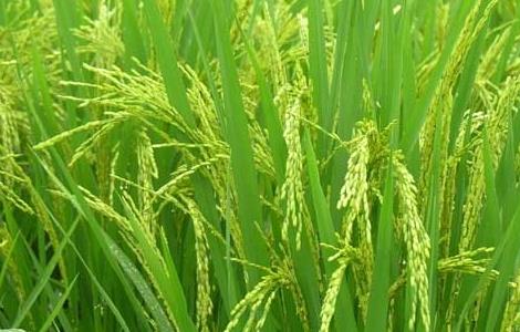 水稻种植过程中叶尖枯病防治措施（水稻叶尖枯病用什么药防治）